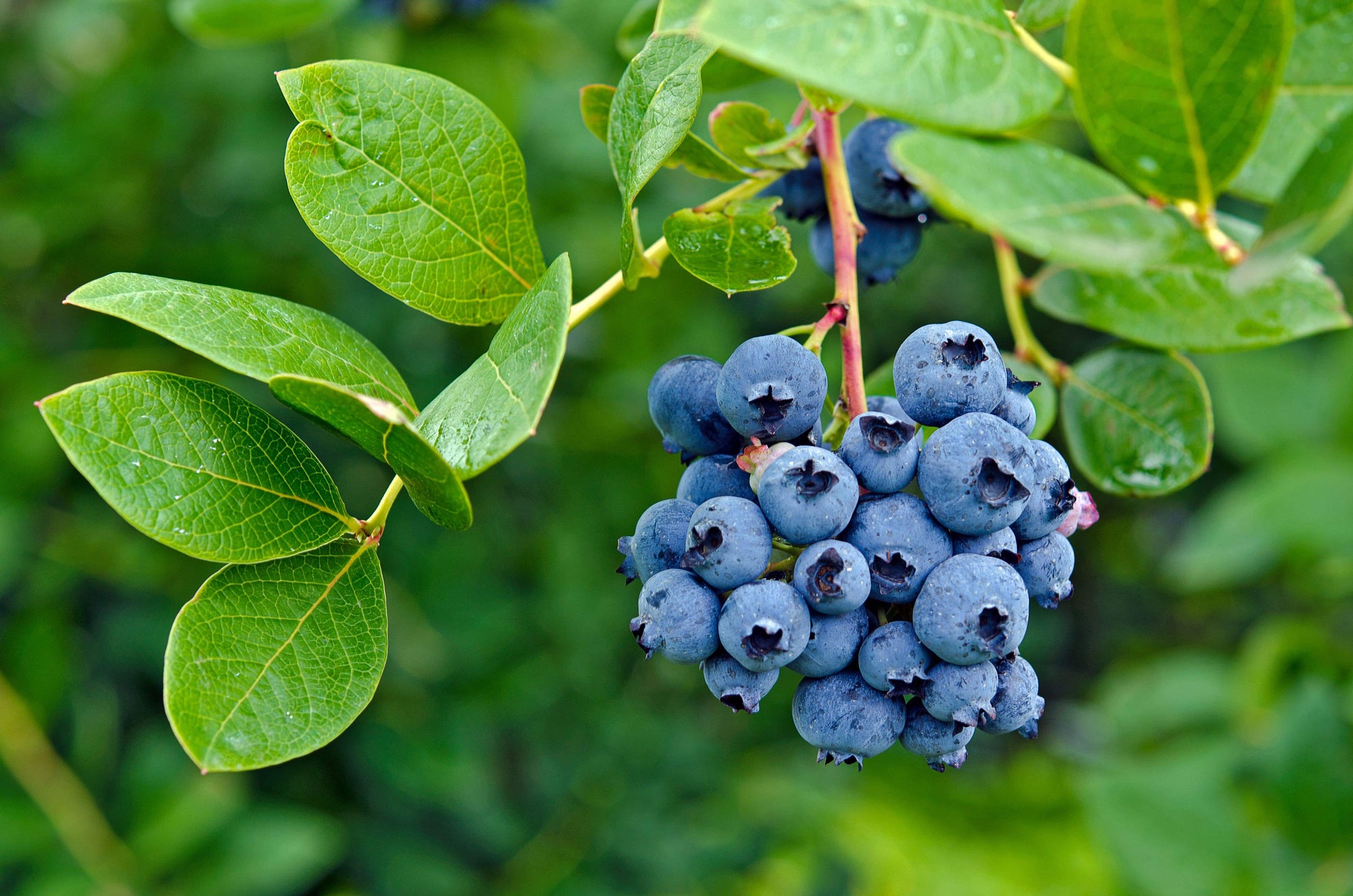 8 Fun and Very Interesting Blueberry Facts